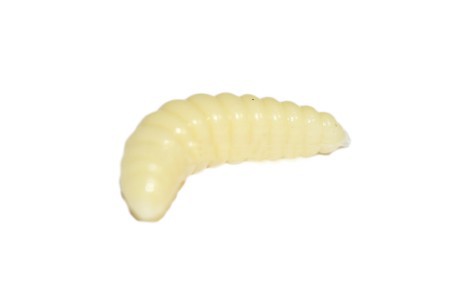 Honey worm bianco