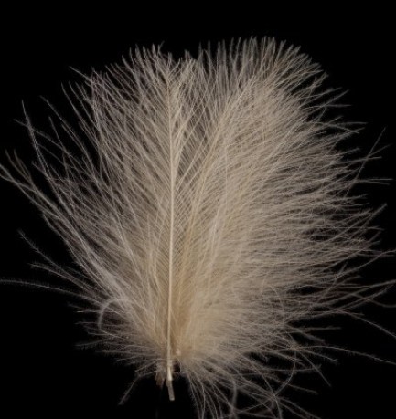 Feathers Standard 1-4.5 cm beige