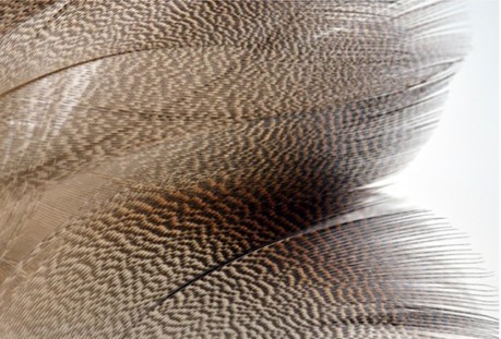 Des plumes, de Bronze Mallard G2 brun