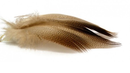 Feathers, Bronze Mallard G1 brown