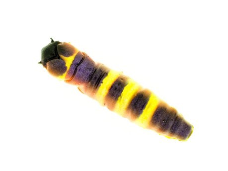 Molix CW Worm Caterpillar