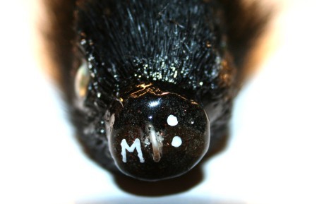 Miuras Mini Mouse Black Subsurface